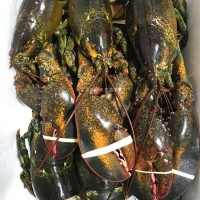 特大冰鮮活凍波士頓速凍大龍蝦古巴鰲蝦波龍澳龍花龍加拿大大龍蝦